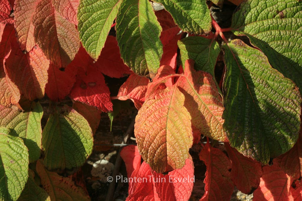 Ampelocissus rugosa