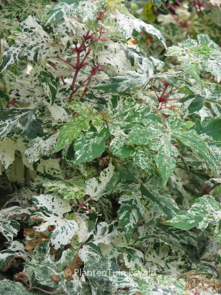 Ampelopsis glandulosa ‚Elegans‘