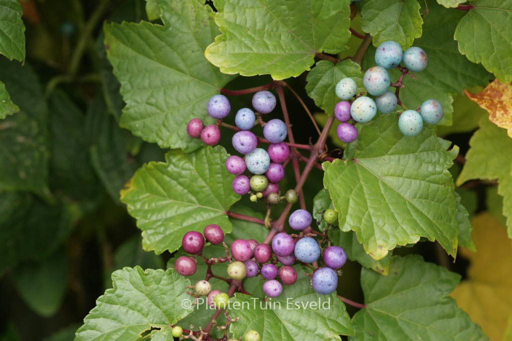 Ampelopsis glandulosa maximowiczii