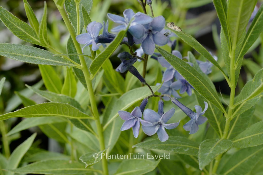 Amsonia ‚Blue Ice‘
