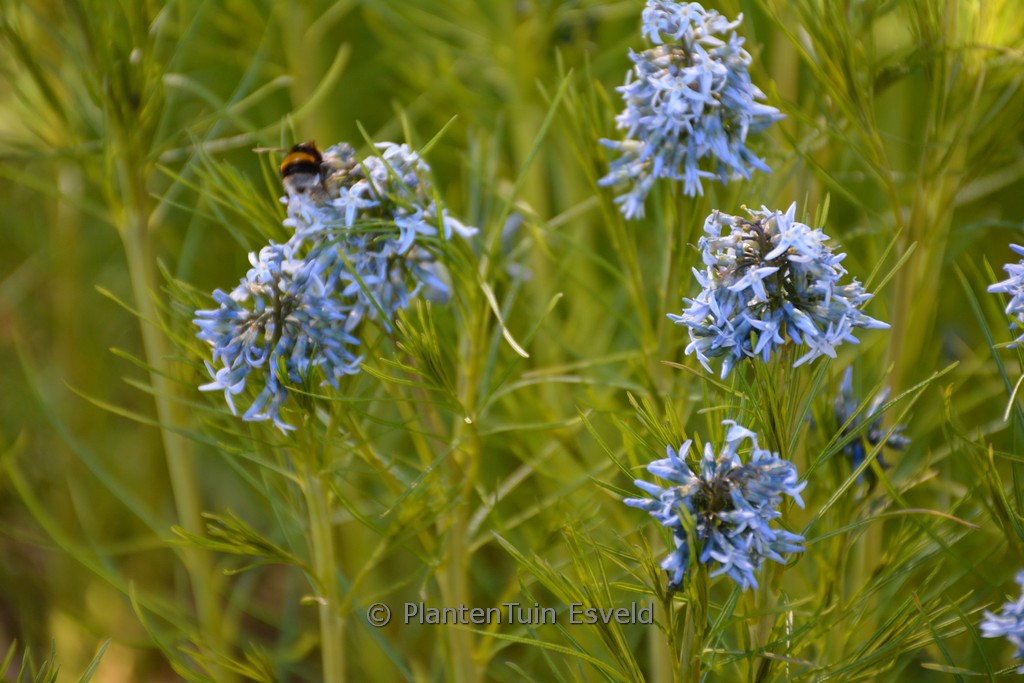 Amsonia hubrichtii