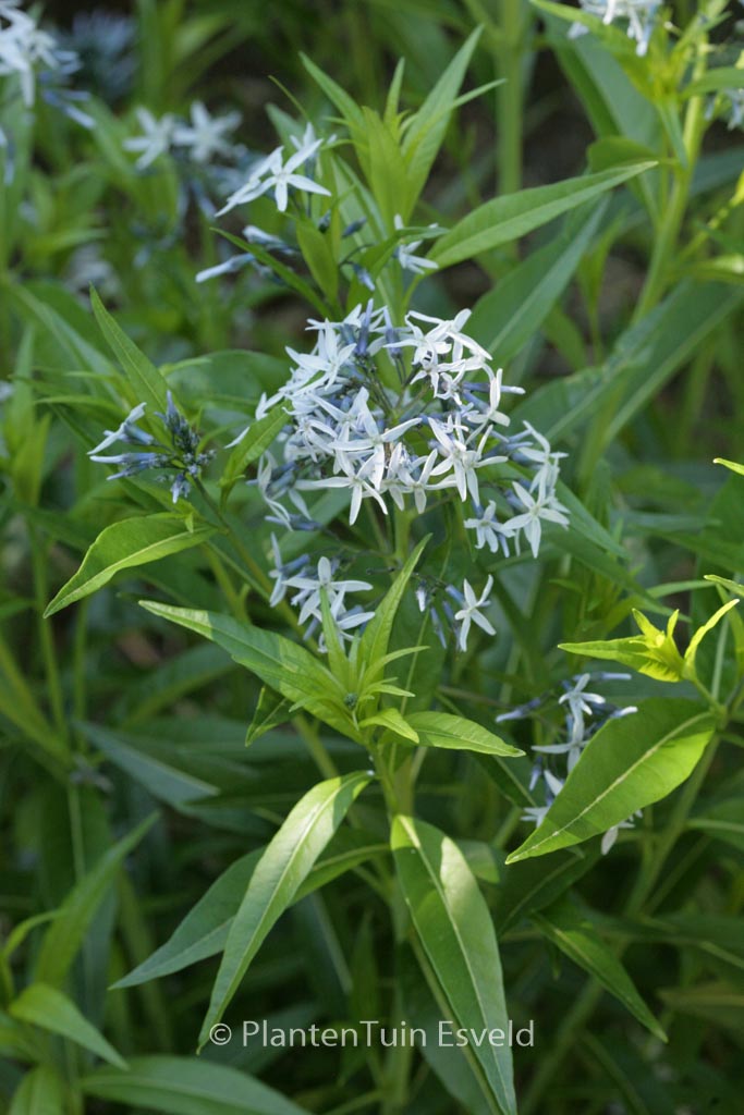 Amsonia tabernaemontana ‚Salicifolia‘