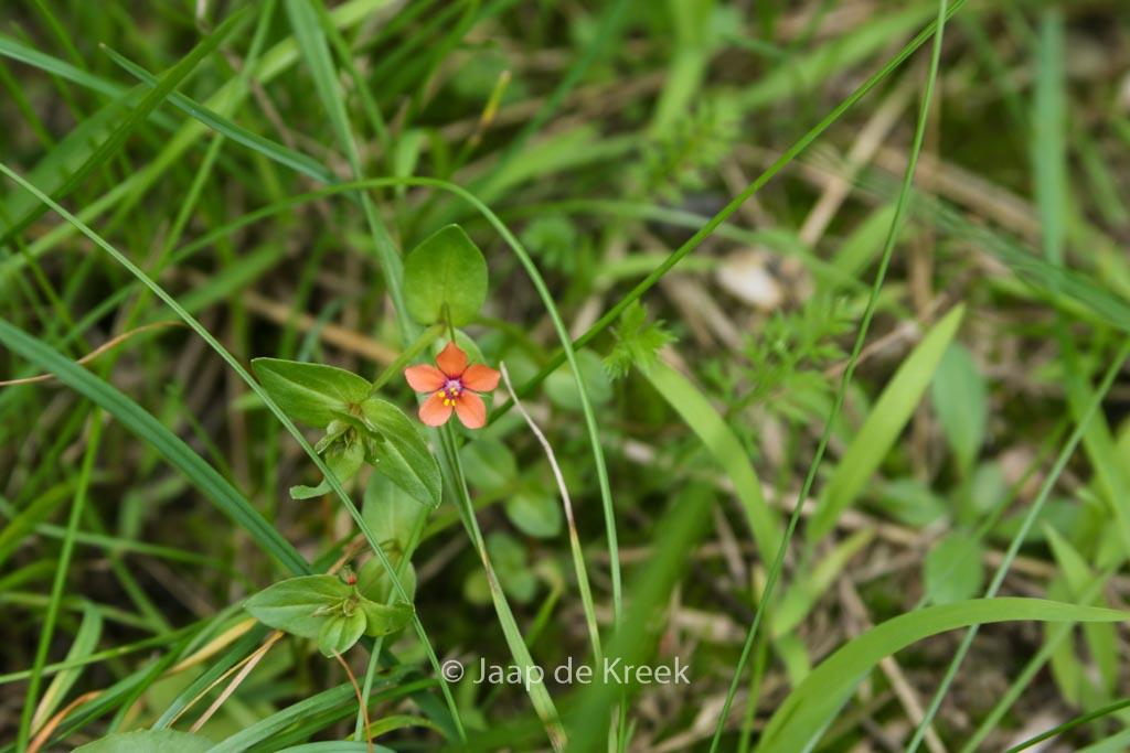 Anagallis arvensis subsp. arvensis