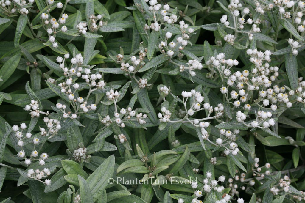 Anaphalis triplinervis ‚Silberregen‘