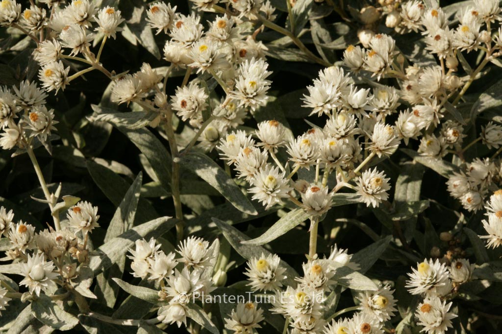 Anaphalis triplinervis ‚Sommerschnee‘