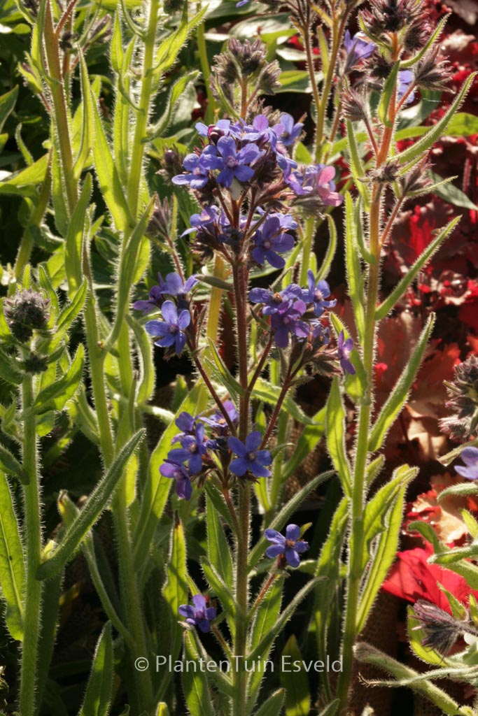 Anchusa azurea ‚Dropmore‘