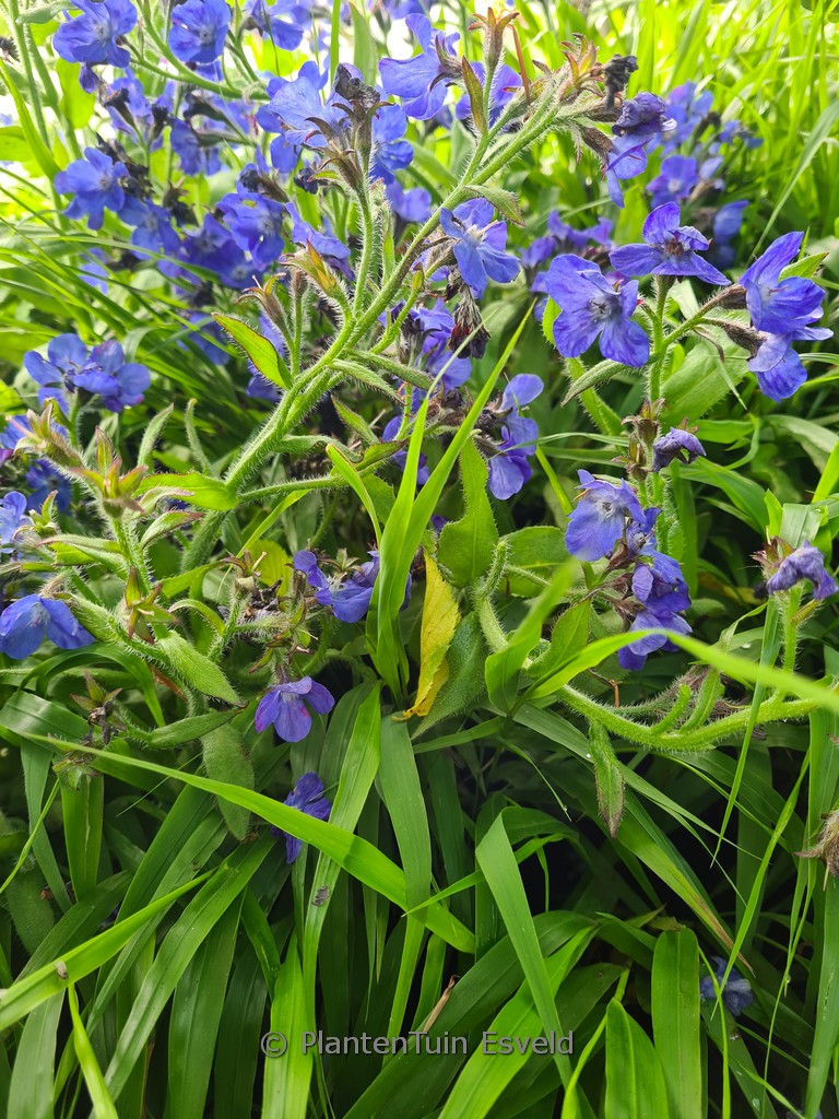 Anchusa azurea ‚Loddon Royalist‘