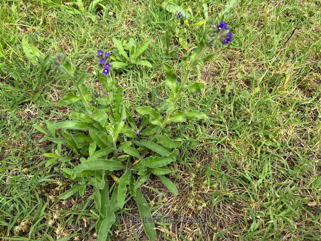Anchusa azurea