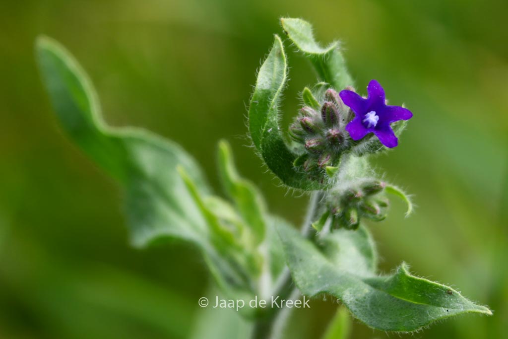 Anchusa officinalis