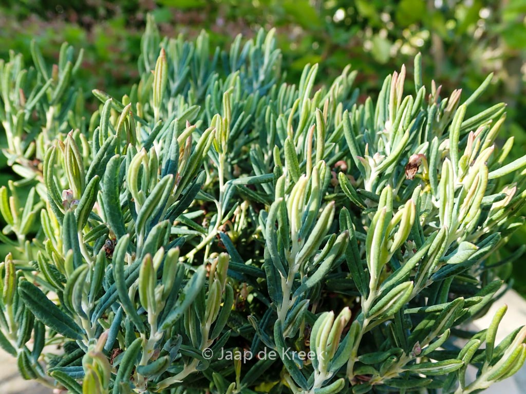 Andromeda polifolia ‚Blue Ice‘