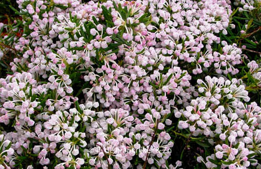 Andromeda polifolia ‚Compacta‘