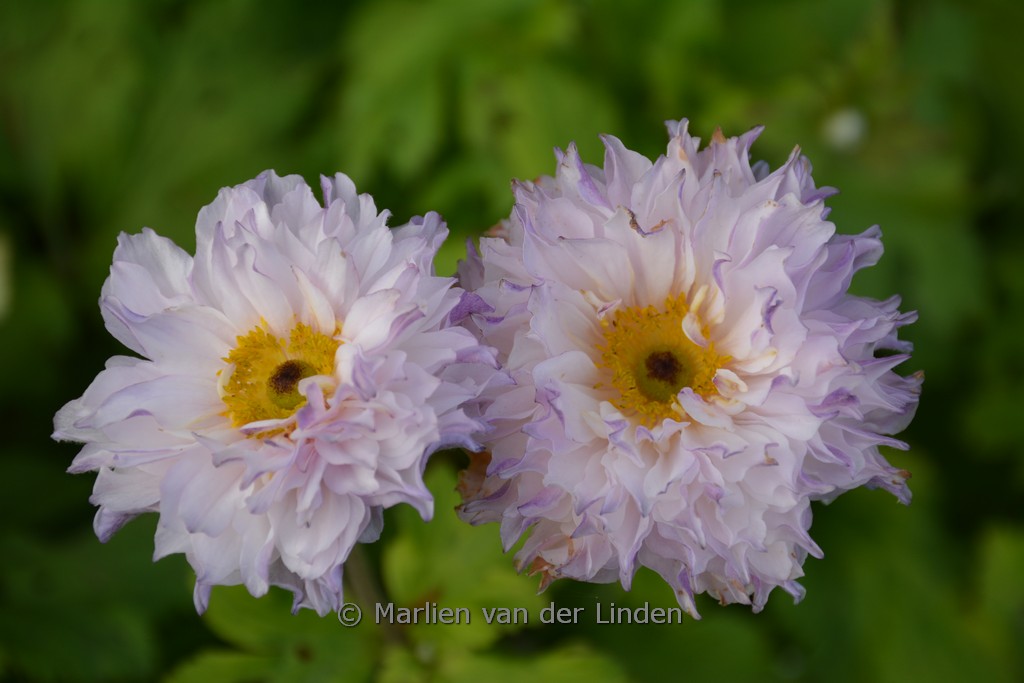 Anemone ‚FP007‘ (FRILLY KNICKERS)