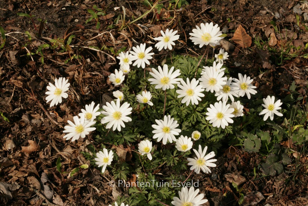 Anemone blanda ‚White Splendour‘