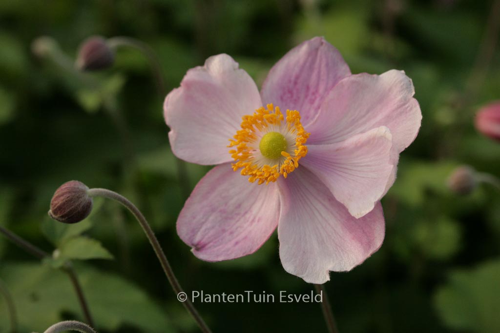 Anemone hupehensis ‚Little Princess‘