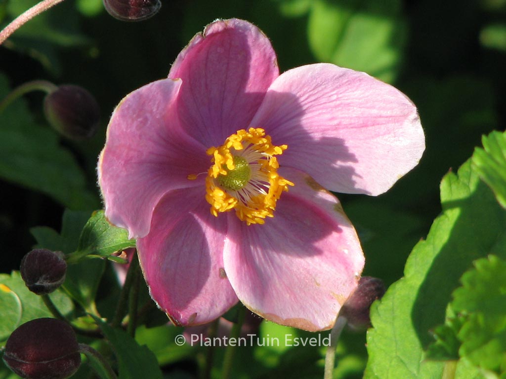 Anemone hupehensis ‚Praecox‘