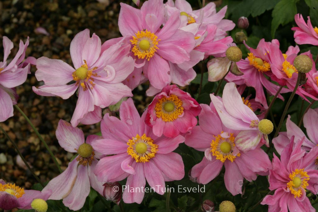 Anemone hupehensis ‚Pretty Lady Emily‘