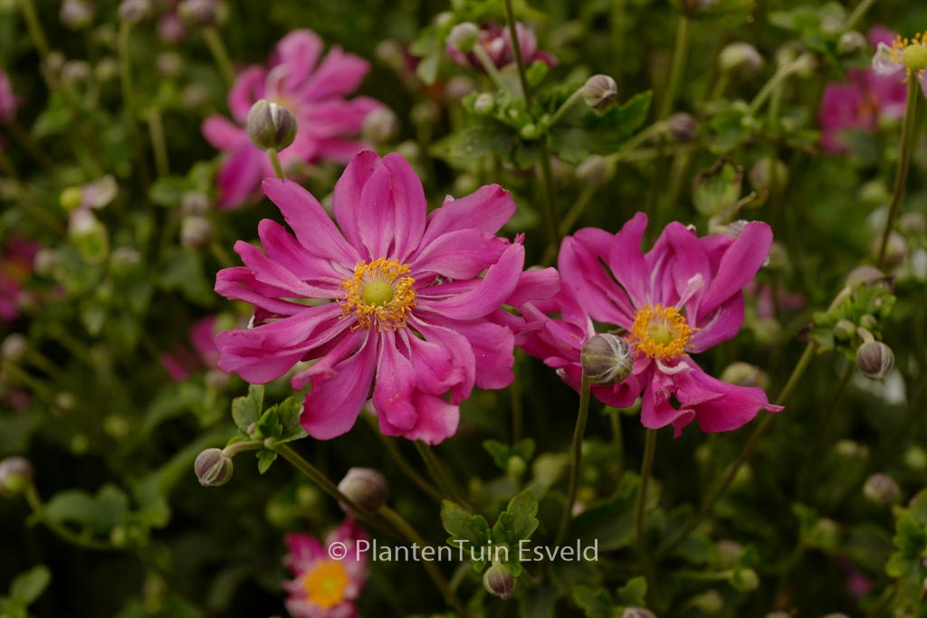 Anemone hupehensis ‚Prinz Heinrich‘