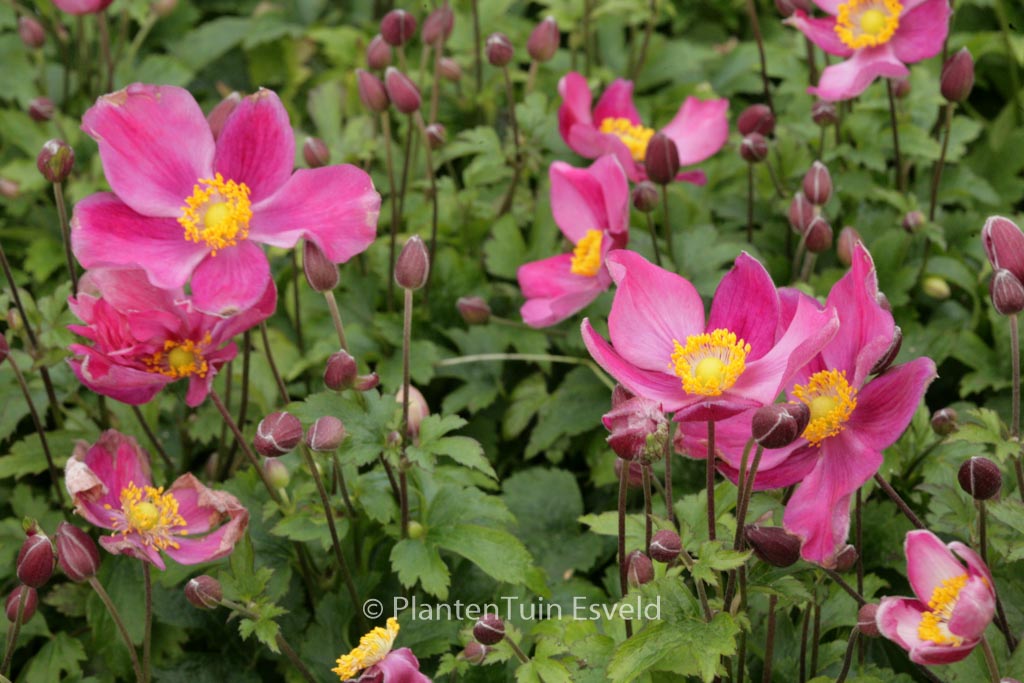 Anemone hupehensis ‚Red Riding Hood‘ (FANTASY RED RIDING HOOD)