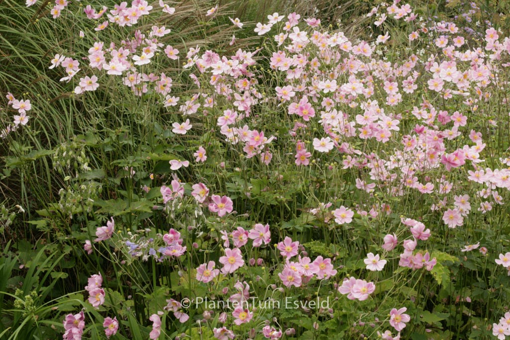 Anemone hupehensis ‚September Charm‘