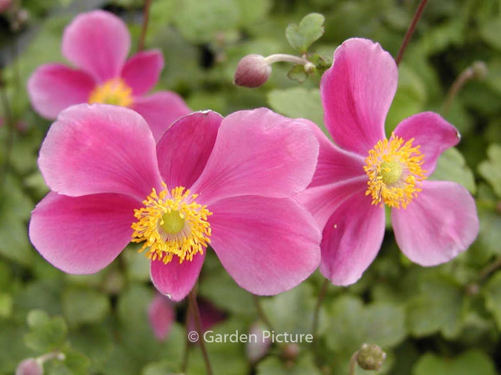 Anemone hupehensis ‚Splendens‘