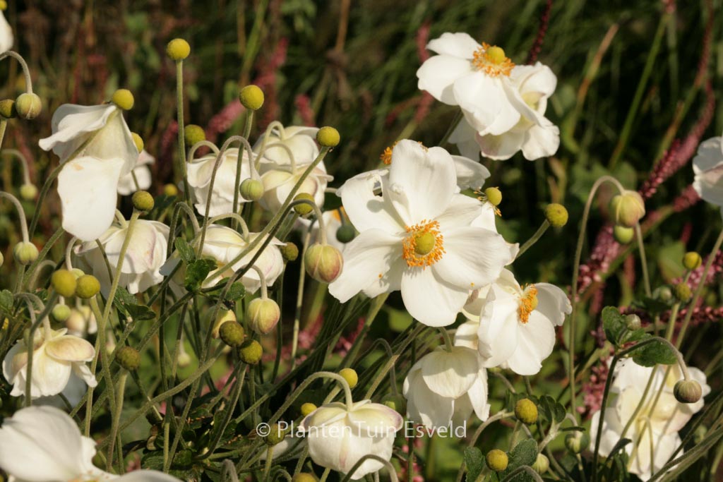 Anemone hybrida ‚Andrea Atkinson‘