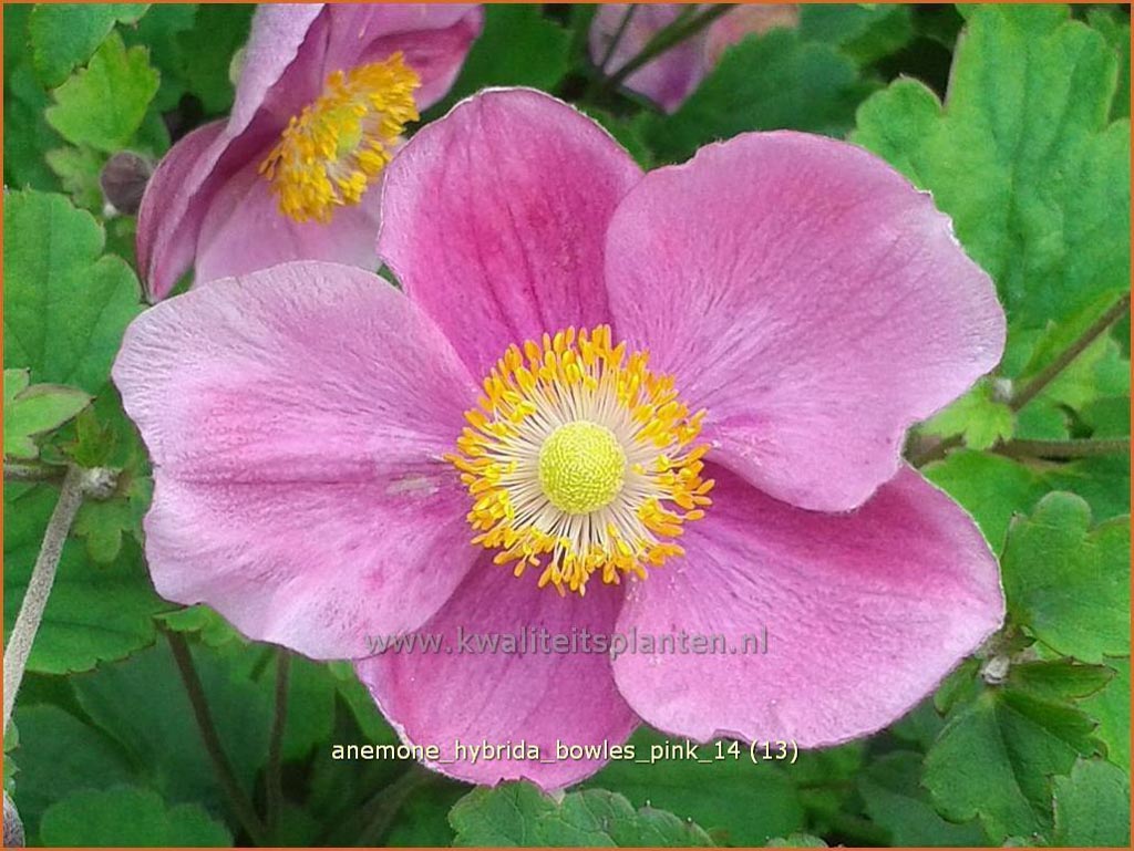 Anemone hybrida ‚Bowles Pink‘