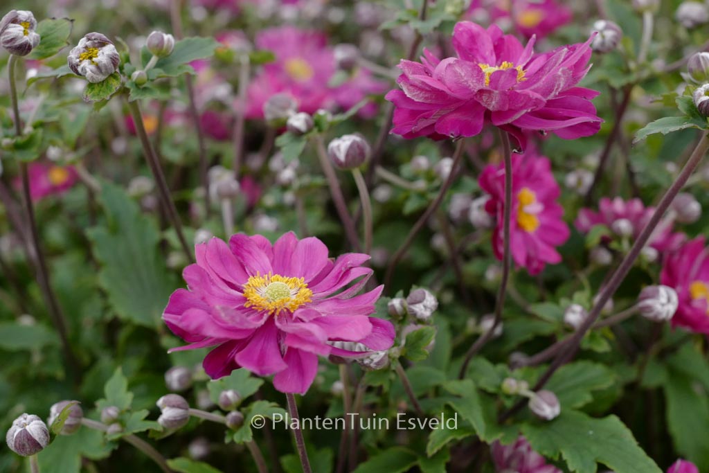 Anemone hybrida ‚Bressingham Glow‘