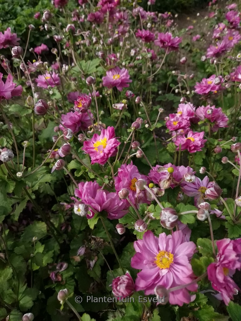 Anemone hybrida ‚Carmen‘