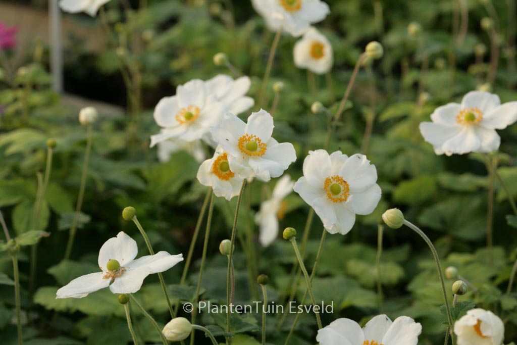 Anemone hybrida ‚Coupe d’Argent‘