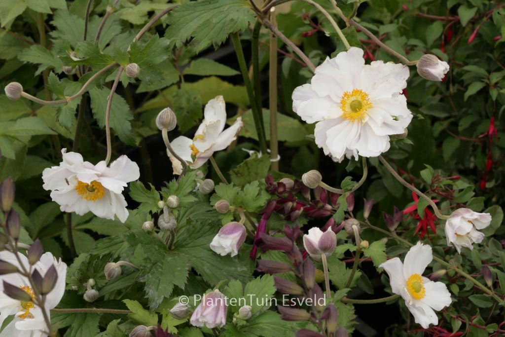 Anemone hybrida ‚Dreaming Swan‘