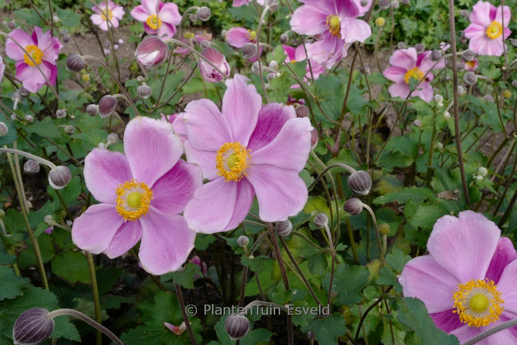 Anemone hybrida ‚Elegans‘