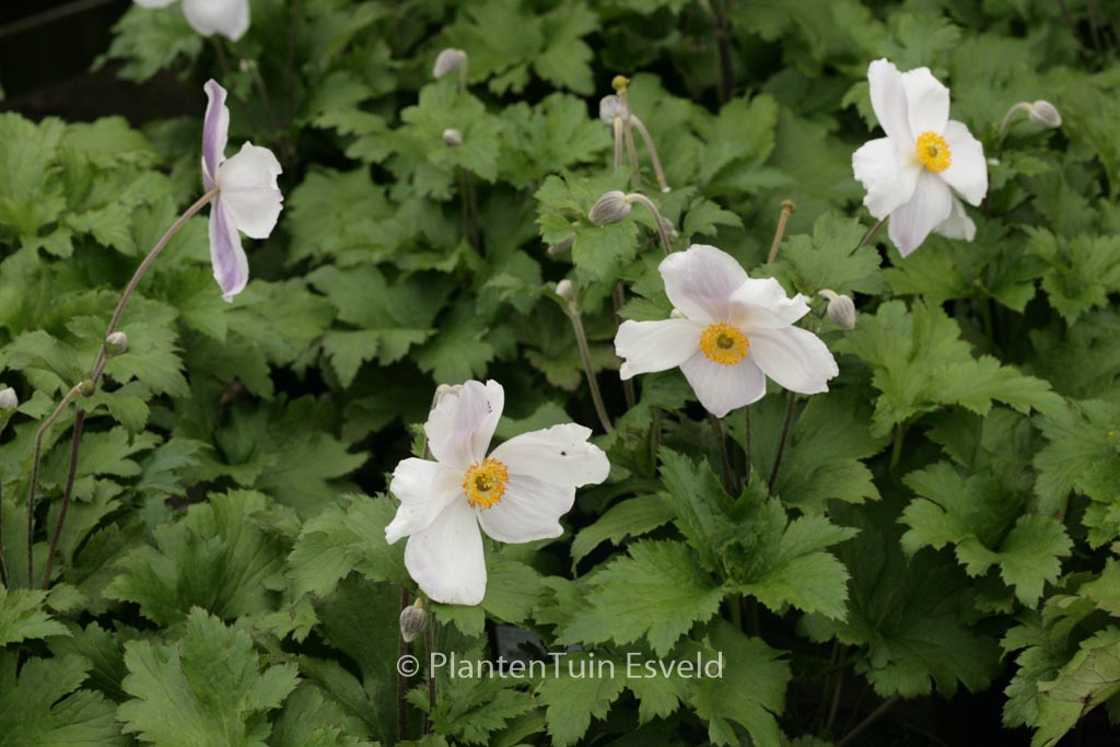Anemone hybrida ‚Elfin Swan‘