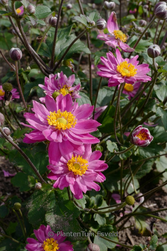 Anemone hybrida ‚Giselle‘