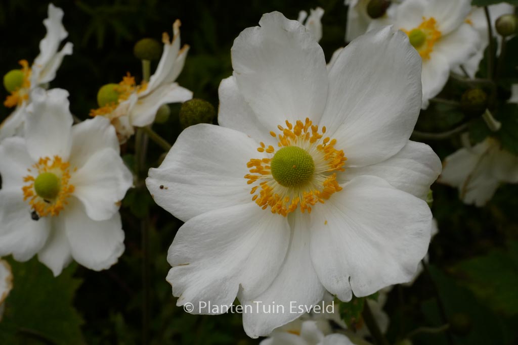 Anemone hybrida ‚Honorine Jobert‘