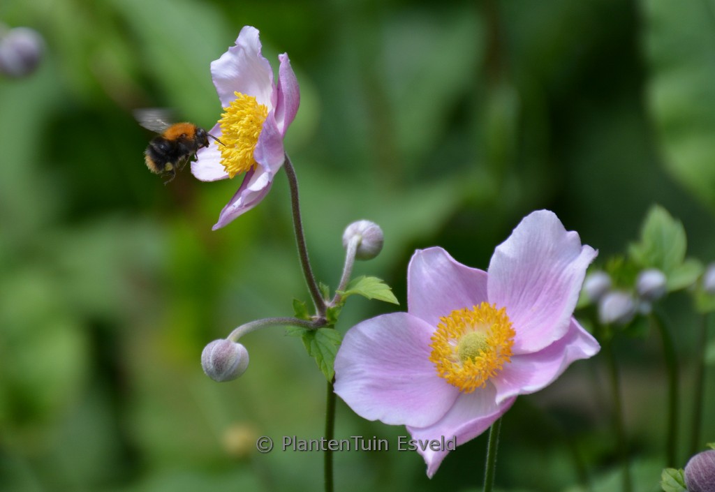 Anemone hybrida ‚Koenigin Charlotte‘