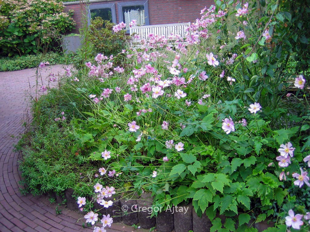 Anemone hybrida ‚Lady Gilmour‘