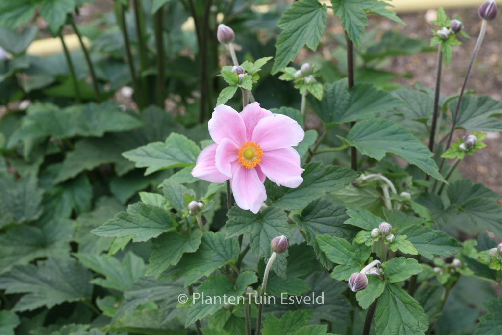 Anemone hybrida ‚Loreley‘
