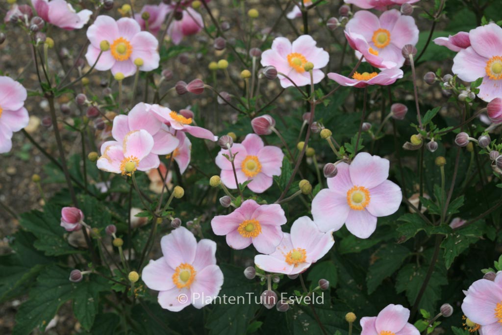 Anemone hybrida ‚Ouverture‘