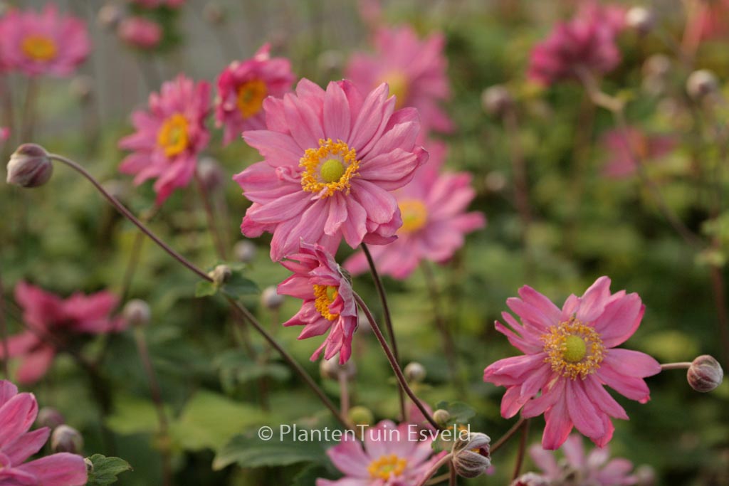 Anemone hybrida ‚Pamina‘