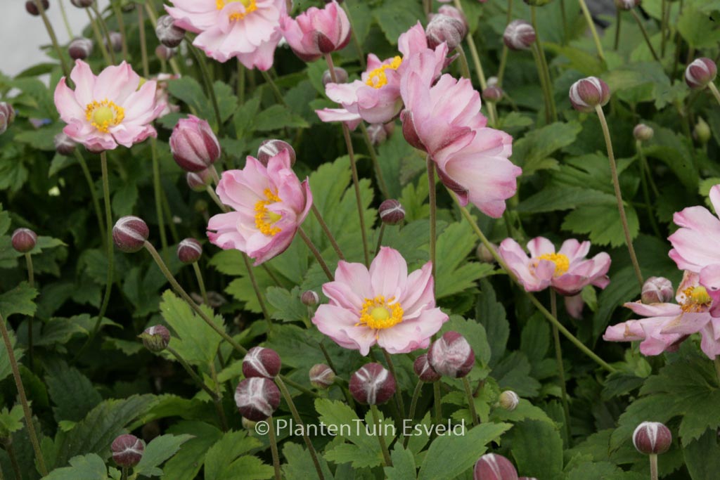 Anemone hybrida ‚Pocahontas‘ (FANTASY)