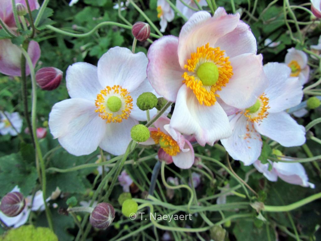 Anemone hybrida ‚Richard Ahrens‘
