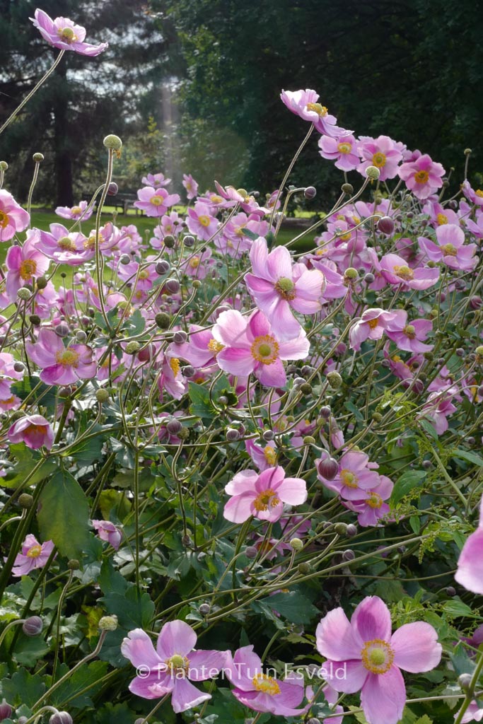 Anemone hybrida ‚Rosenschale‘