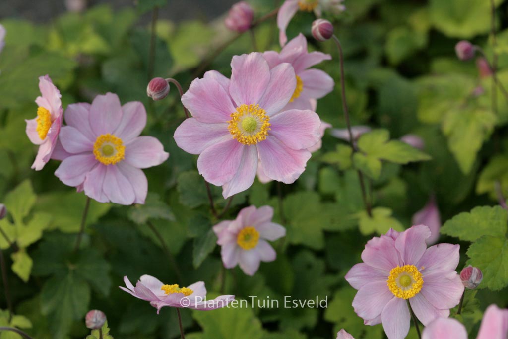 Anemone hybrida ‚Serenade‘