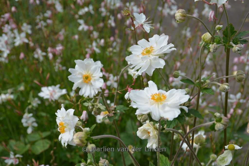 Anemone hybrida ‚Whirlwind‘