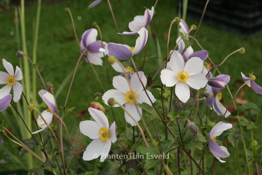 Anemone hybrida ‚Wild Swan‘