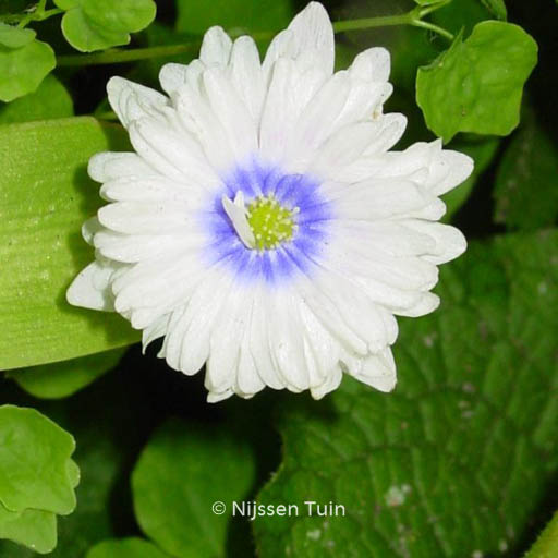 Anemone nemorosa ‚Blue Eyes‘