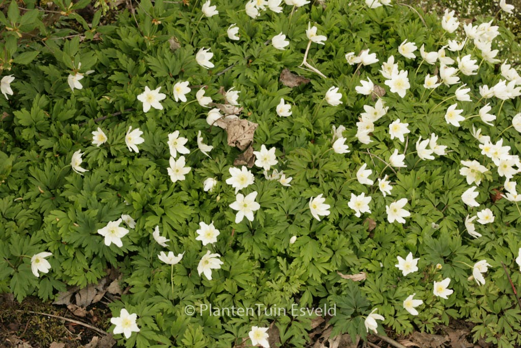 Anemone nemorosa ‚Hilda‘