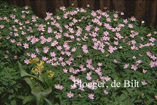 Anemone nemorosa ‚Robinsoniana‘