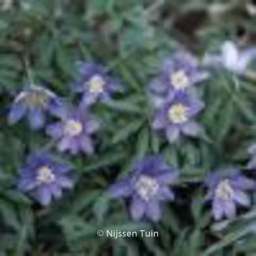 Anemone nemorosa ‚Royal Blue‘