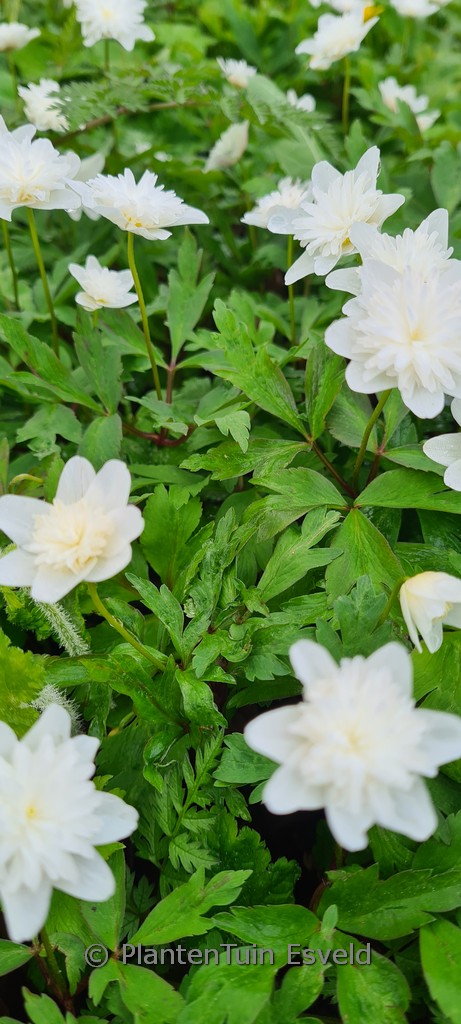 Anemone rivularis